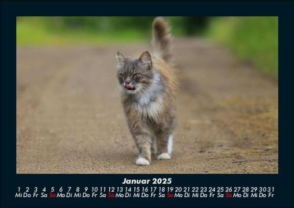 Produktbild: F&uuml;r Katzenfreunde 2025 Fotokalender DIN A5