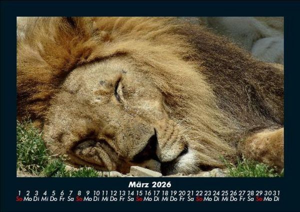 Produktbild: L&ouml;wen in der Wildnis 2026 Fotokalender DIN A5