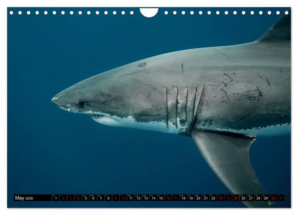 Produktbild: The Great White Shark: King of the Ocean (Wall Calendar 2026 DIN A4 landscape), CALVENDO 12 Month Wall Calendar
