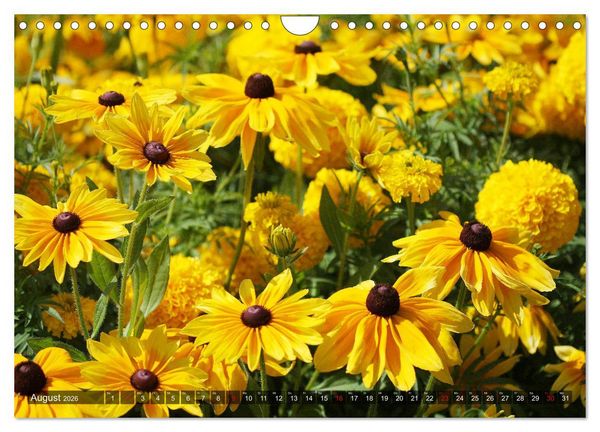Produktbild: Sonnenhut im Garten (Wandkalender 2026 DIN A4 quer), CALVENDO Monatskalender