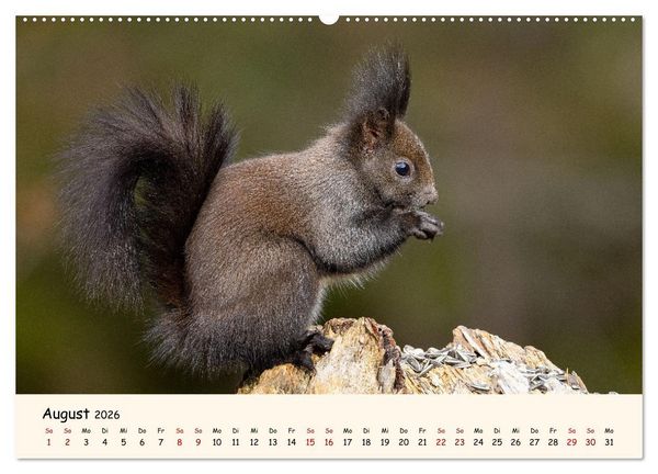 Produktbild: Oachkatzl (Wandkalender 2026 DIN A2 quer), CALVENDO Monatskalender