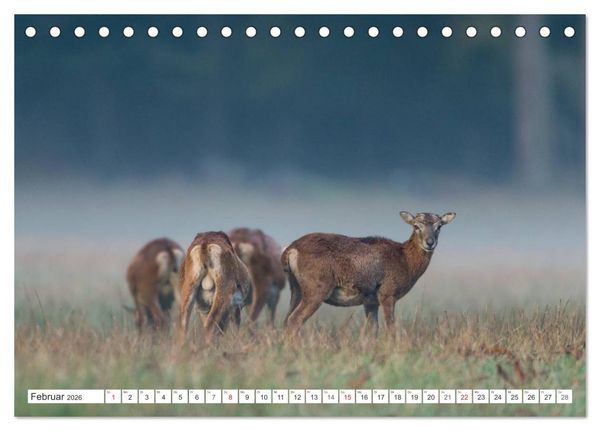 Produktbild: Emotionale Momente: Muffelwild. (Tischkalender 2026 DIN A5 quer), CALVENDO Monatskalender