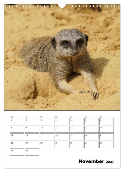Produktbild: Niedliche Erdm&auml;nnchen (Wandkalender 2027 DIN A3 hoch), CALVENDO Monatskalender