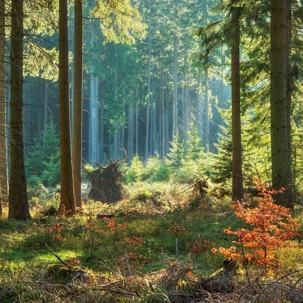 Produktbild: Unser Wald / Forest Nature 2027