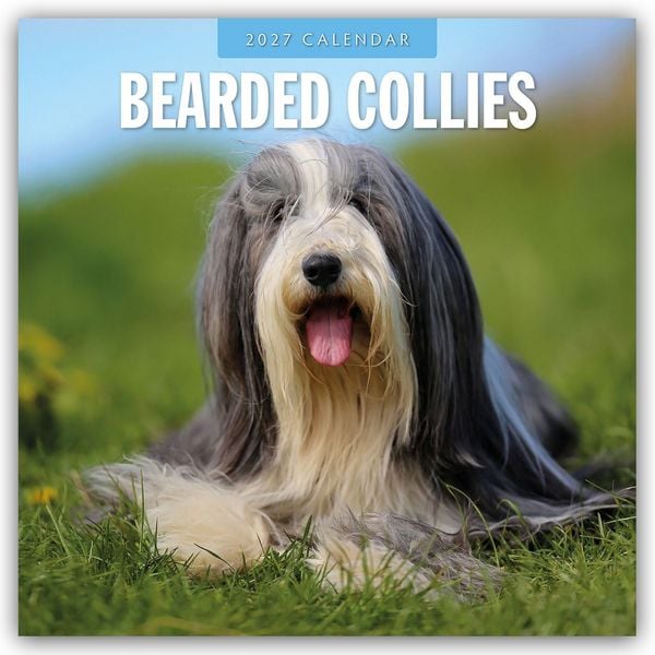 Produktbild: Bearded Collies &ndash; Bearded Collie 2027 &ndash; 16-Monatskalender