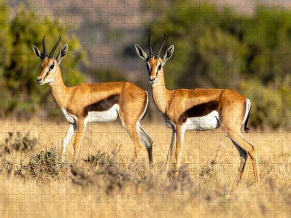 Produktbild: CALVENDO Puzzle Springbock Antilopen in der Savanne | 1000 Teile Lege-Gr&ouml;&szlig;e 64x48cm Foto-Puzzle f&uuml;r gl&uuml;ckliche Stunden