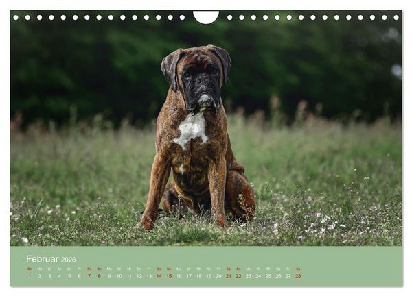 Produktbild: Fantastische Boxer - Sieger der Herzen (Wandkalender 2026 DIN A4 quer), CALVENDO Monatskalender