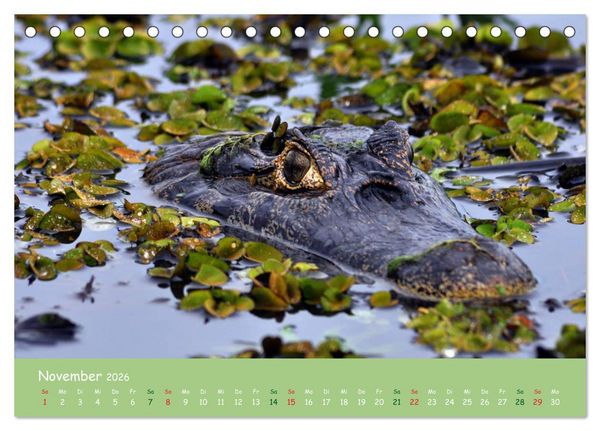 Produktbild: Am Amazonas (Tischkalender 2026 DIN A5 quer), CALVENDO Monatskalender