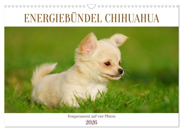 Produktbild: Enegieb&uuml;ndel Chihuahua - Temperament auf vier Pfoten (Wandkalender 2026 DIN A3 quer), CALVENDO Monatskalender