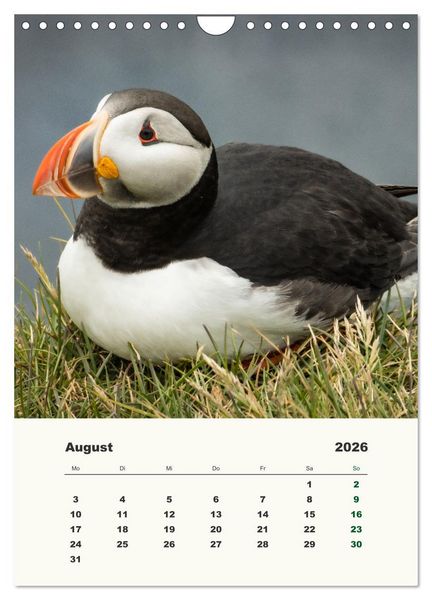 Produktbild: Papageientaucher in Island (Wandkalender 2026 DIN A4 hoch), CALVENDO Monatskalender