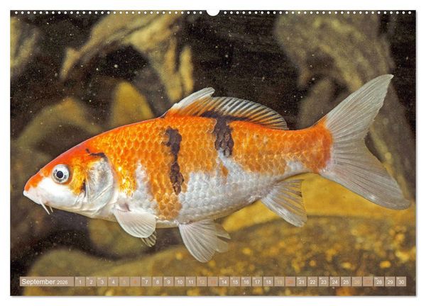 Produktbild: Koi: Juwelen im Teich (Wandkalender 2026 DIN A2 quer), CALVENDO Monatskalender