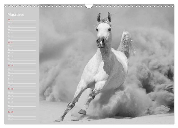 Produktbild: Arabische Pferde (Wandkalender 2026 DIN A3 quer), CALVENDO Monatskalender