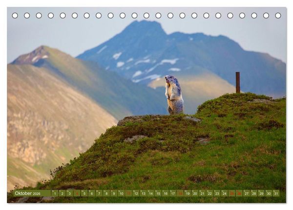 Produktbild: Wir sind die Stars in den Bergen (Tischkalender 2026 DIN A5 quer), CALVENDO Monatskalender