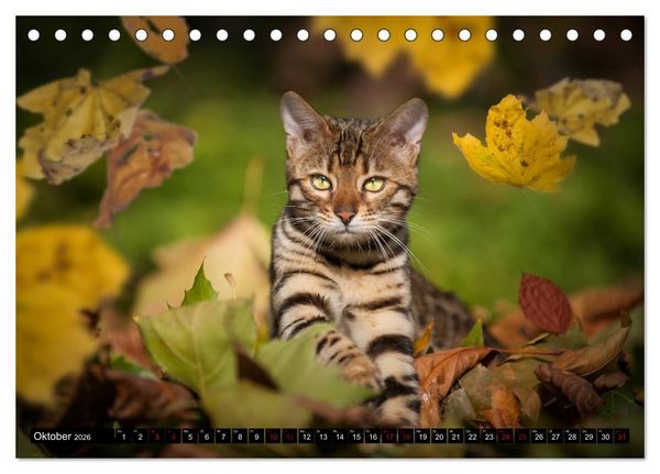 Produktbild: Bengalen Outdoor und Action (Tischkalender 2026 DIN A5 quer), CALVENDO Monatskalender
