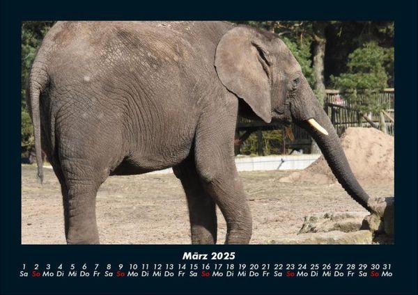 Produktbild: Der Elefantenkalender 2025 Fotokalender DIN A4