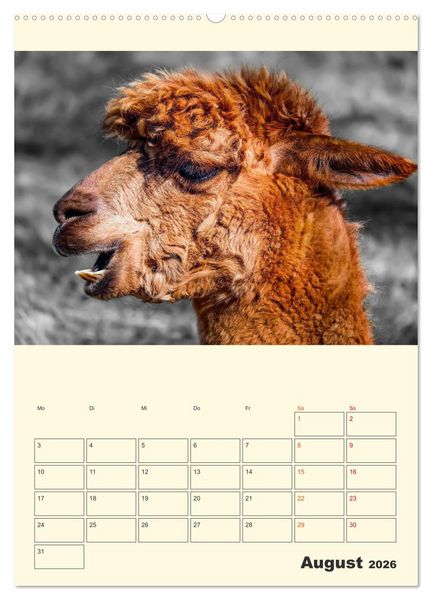 Produktbild: Putzige Alpakas (Wandkalender 2026 DIN A2 hoch), CALVENDO Monatskalender