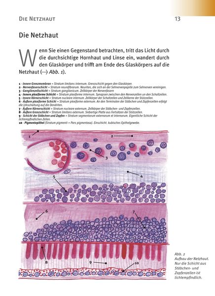 Produktbild: Makuladegeneration - Diabetische Retinopathie