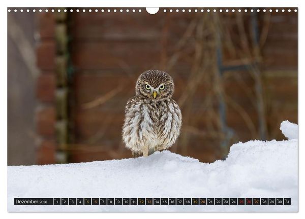 Produktbild: Eulen - Fl&uuml;gel der Nacht (Wandkalender 2026 DIN A3 quer), CALVENDO Monatskalender