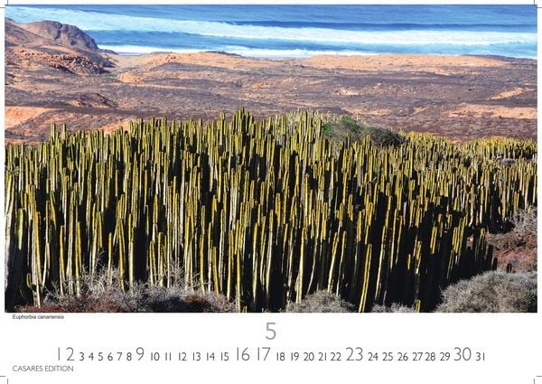 Produktbild: Fuerteventura Kalender 2027 &ndash; Wandkalender | Fotokalender Spanien 35x50cm &ndash; . mit Traumstr&auml;nden, Sonne & Insel-Highlights