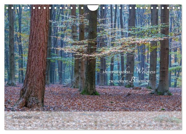 Produktbild: Shinrin yoku - Waldbaden 2026 (Wandkalender 2026 DIN A4 quer), CALVENDO Monatskalender