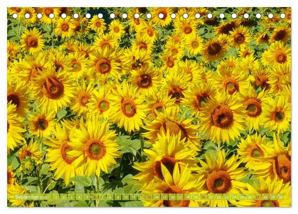 Produktbild: Sonnenblumenwelt (Tischkalender 2026 DIN A5 quer), CALVENDO Monatskalender