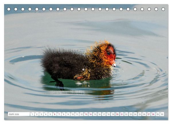 Produktbild: Vogelwelt am Bodensee 2026 (Tischkalender 2026 DIN A5 quer), CALVENDO Monatskalender