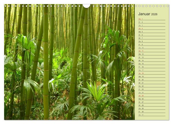 Produktbild: BAMBUS (Wandkalender 2026 DIN A3 quer), CALVENDO Monatskalender