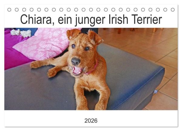Produktbild: Chiara, ein junger Irish Terrier (Tischkalender 2026 DIN A5 quer), CALVENDO Monatskalender