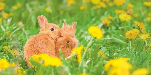 Produktbild: Kaninchen 2026 - Broschürenkalender 30x30 cm (30x60 geöffnet) - Kalender mit Platz für Notizen - Rabbits - Bildkalender - Wandplaner - Wandkalender