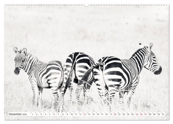 Produktbild: Emotionale Momente: Zebras - black & white. (Wandkalender 2026 DIN A2 quer), CALVENDO Monatskalender