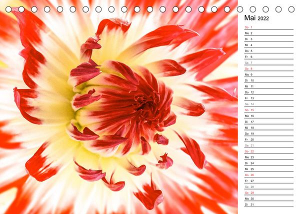 Produktbild: Bl&uuml;hende Dahlien (Tischkalender 2022 DIN A5 quer)