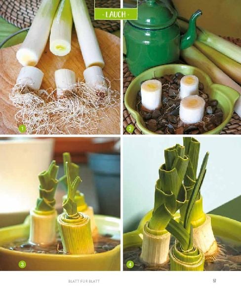 Regrowing – Neue Triebe aus Obst- und Gemüseresten