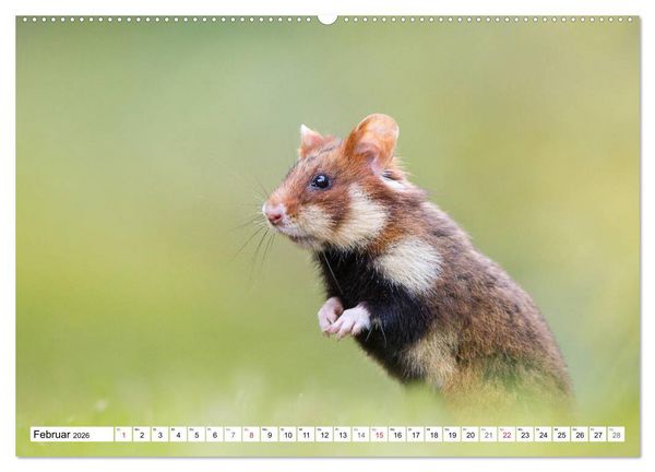Produktbild: Herzige Feldhamster - farbenfrohe Nagetiere im st&auml;dtischen Lebensraum (hochwertiger Premium Wandkalender 2026 DIN A2 quer), Kunstdruck in Hochglanz