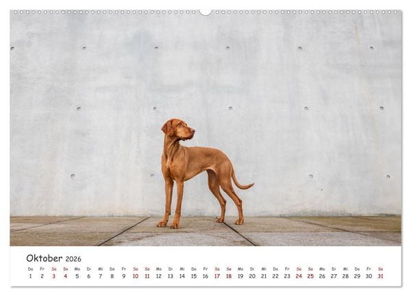 Produktbild: Berlin City Dogs - Berliner Hunde (Wandkalender 2026 DIN A2 quer), CALVENDO Monatskalender