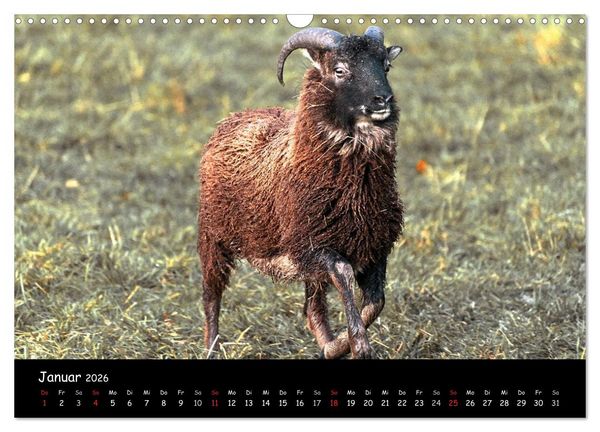 Produktbild: Schafe und L&auml;mmer (Wandkalender 2026 DIN A3 quer), CALVENDO Monatskalender