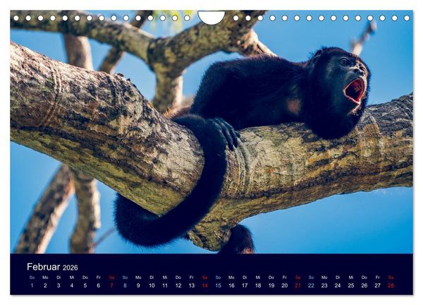 Produktbild: Wildes Leben - Ein Streifzug auf Zehenspitzen (Wandkalender 2026 DIN A4 quer), CALVENDO Monatskalender