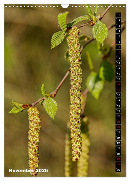 Produktbild: B&auml;ume anders gesehen (Wandkalender 2026 DIN A3 hoch), CALVENDO Monatskalender