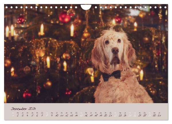 English Setter – Impressionen edler Hunde (Wandkalender 2024 DIN A4 quer), CALVENDO Monatskalender