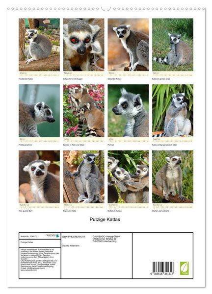 Produktbild: Putzige Kattas (hochwertiger Premium Wandkalender 2026 DIN A2 hoch), Kunstdruck in Hochglanz