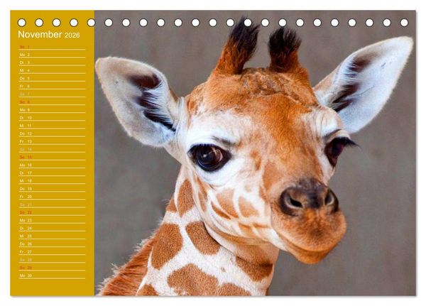 Produktbild: Giraffen / Geburtstagskalender (Tischkalender 2026 DIN A5 quer), CALVENDO Monatskalender