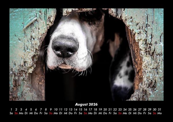 Produktbild: Der Hundekalender 2026 Fotokalender DIN A3
