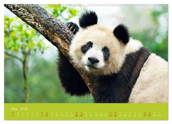 Produktbild: Der Gro&szlig;e Panda Ein kuscheliger Geselle (hochwertiger Premium Wandkalender 2026 DIN A2 quer), Kunstdruck in Hochglanz