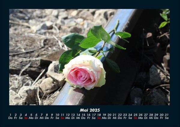 Produktbild: Blumenkalender 2025 Fotokalender DIN A4