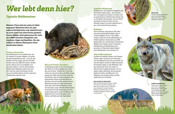 Produktbild: WAS IST WAS Der Wald. Zwischen Bl&auml;ttern und Zapfen