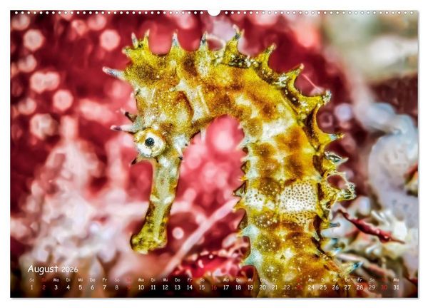 Produktbild: Hippocampus oder einfach nur Seepferdchen (Wandkalender 2026 DIN A2 quer), CALVENDO Monatskalender