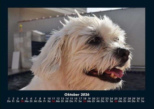 Produktbild: Welt der Tiere 2026 Fotokalender DIN A4