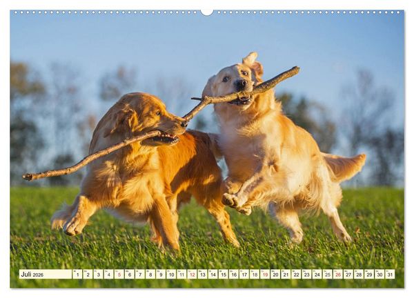 Produktbild: Golden Retriever - Freunde auf 4 Pfoten (Wandkalender 2026 DIN A2 quer), CALVENDO Monatskalender