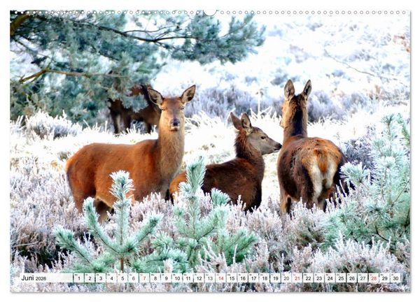Produktbild: Eiszeit. Winter und Frost in der Natur (Wandkalender 2026 DIN A2 quer), CALVENDO Monatskalender
