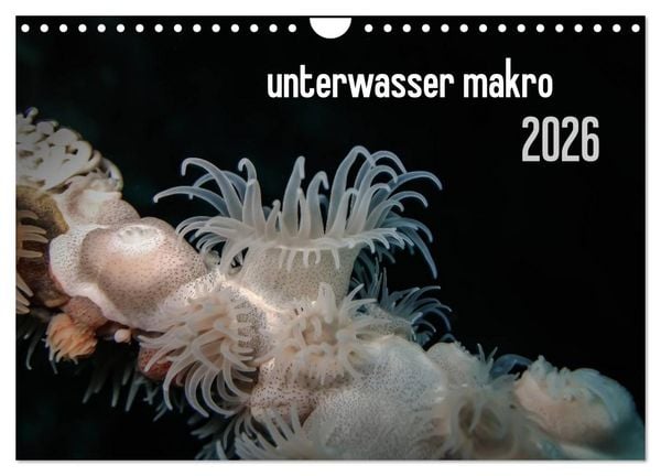 Produktbild: unterwasser makro 2026 (Wandkalender 2026 DIN A4 quer), CALVENDO Monatskalender