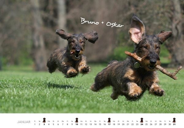 Produktbild: Dackel 2027 Wandkalender Hundekalender